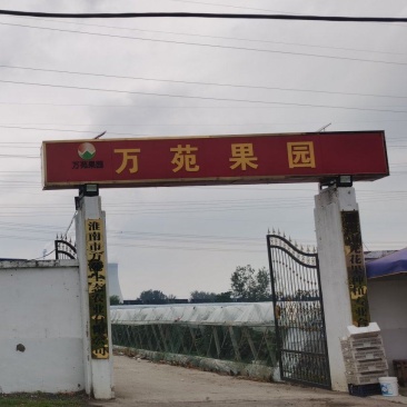 夏黑葡萄，夏黑葡萄，大量上市了。质优价廉量大