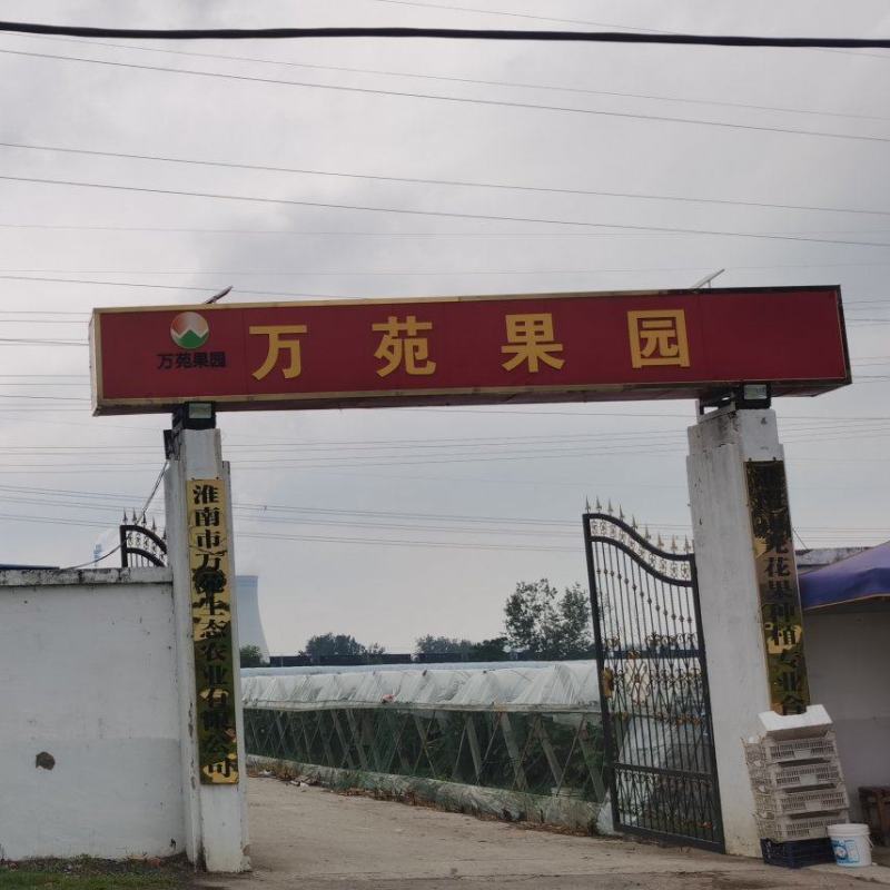 夏黑葡萄，夏黑葡萄，大量上市了。质优价廉量大