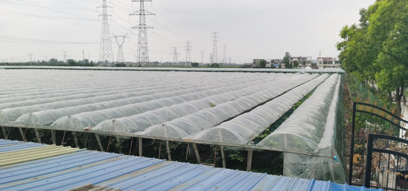 夏黑葡萄，夏黑葡萄，大量上市了。质优价廉量大