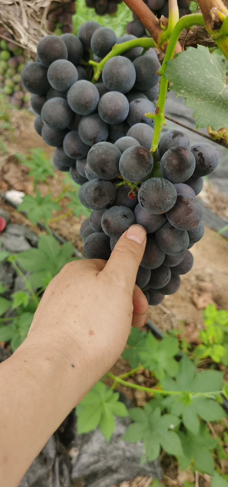 夏黑葡萄，夏黑葡萄，大量上市了。质优价廉量大