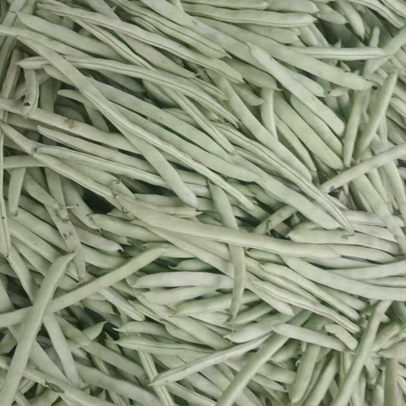 【热卖推荐】湖北天门四季豆产地直发一手货源视频看货