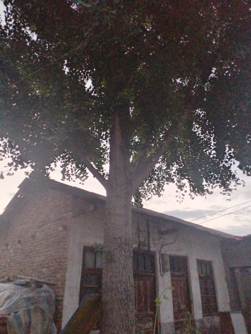 银杏树40公分