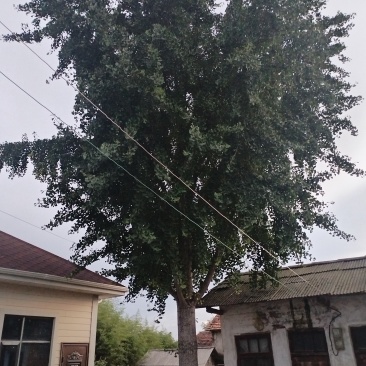 银杏树40公分