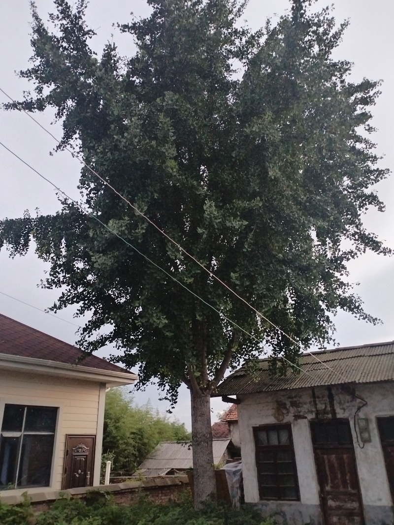 银杏树40公分