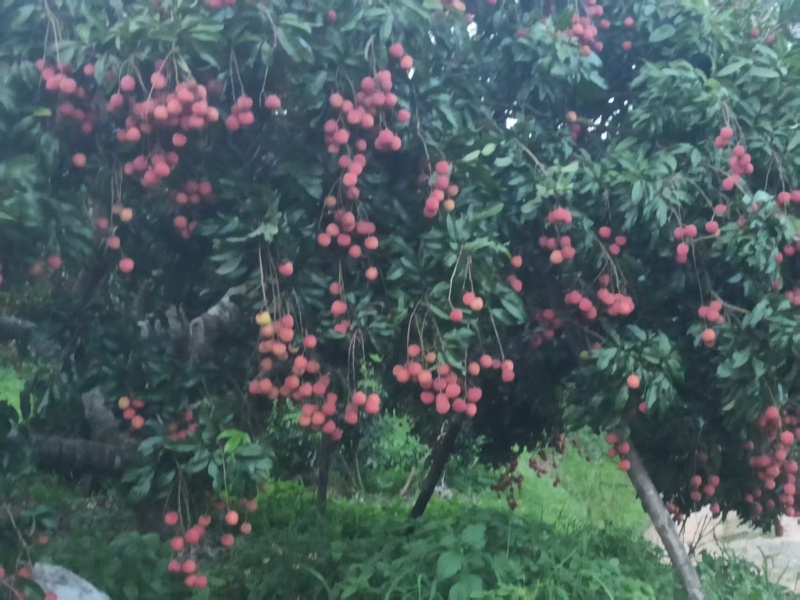 仙进奉开始上市，落单就摘