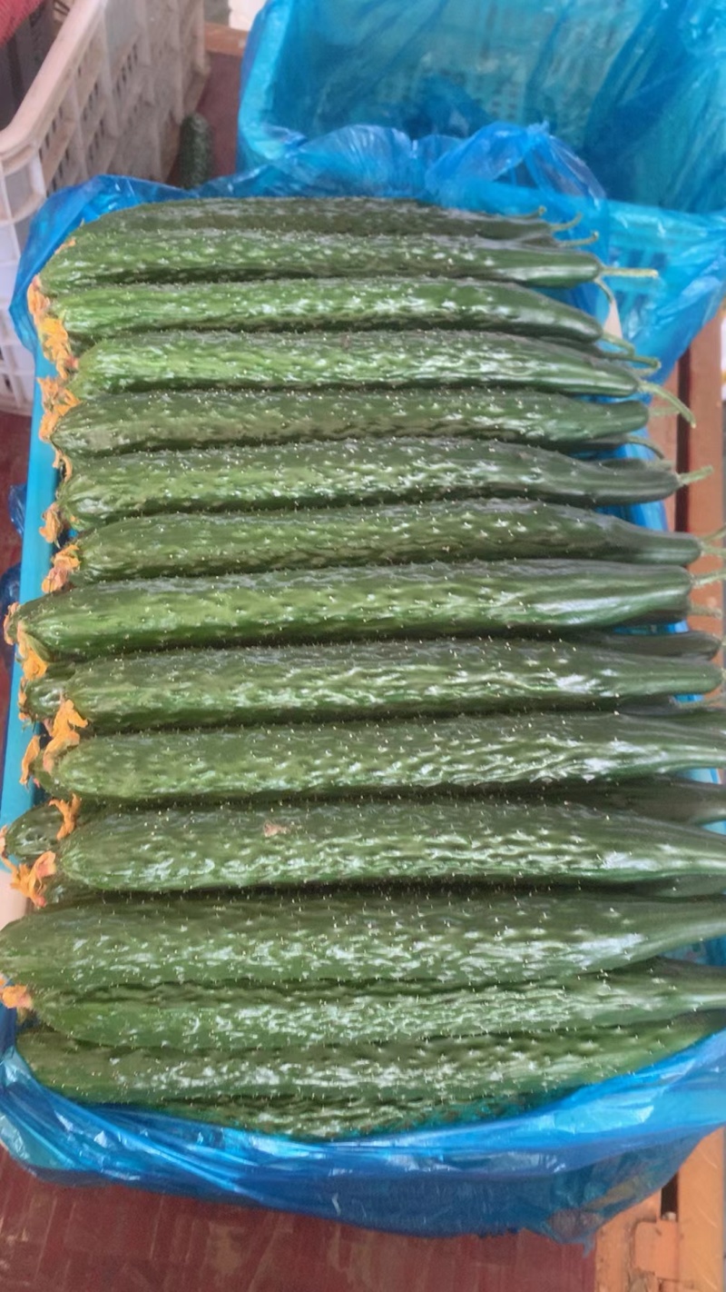 山东密刺黄瓜，精品，一级黄瓜大量现货上市，要货联系我