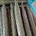 山东密刺黄瓜，精品，一级黄瓜大量现货上市，要货联系我
