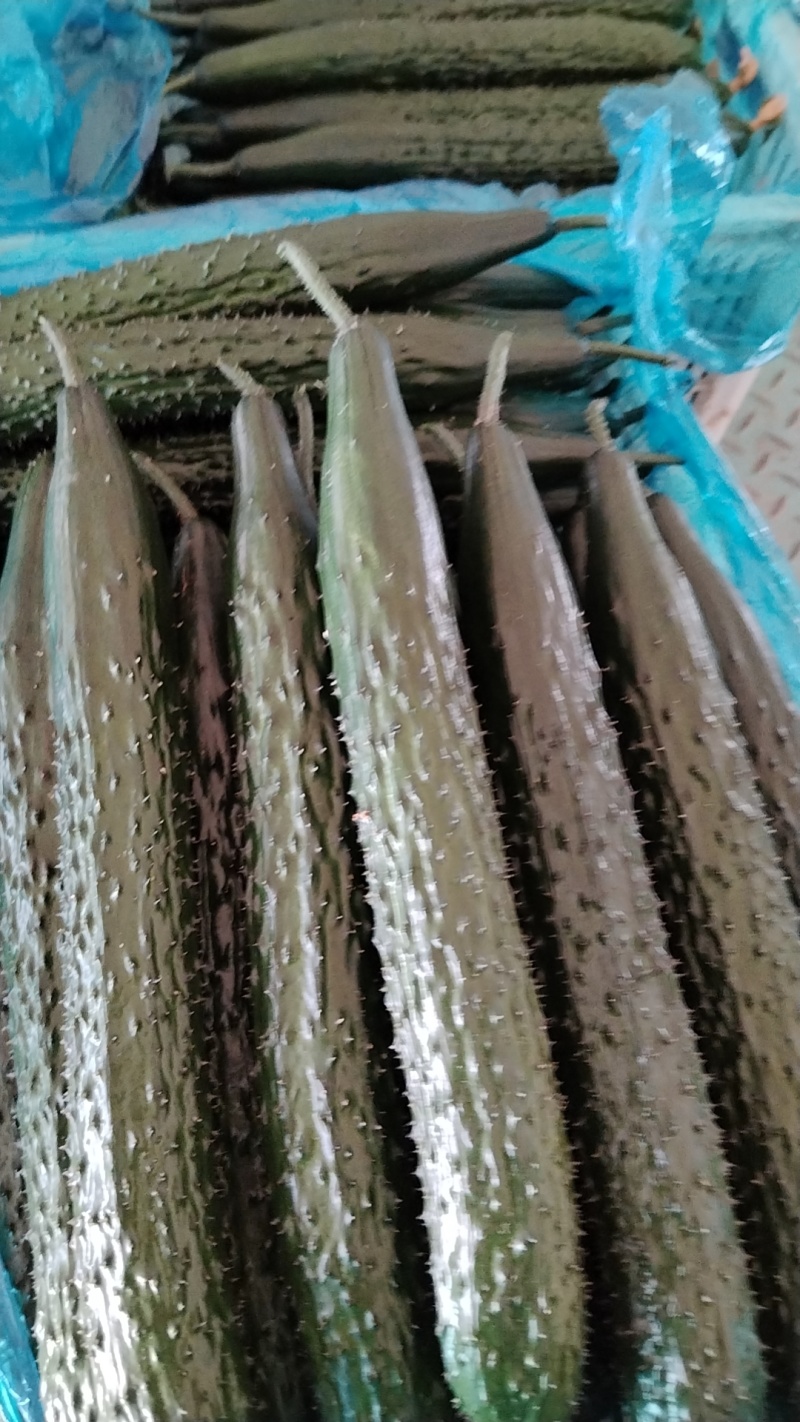山东密刺黄瓜，精品，一级黄瓜大量现货上市，要货联系我