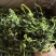 新货脱水黄瓜条鲜货现发，量大从优，欢迎订购