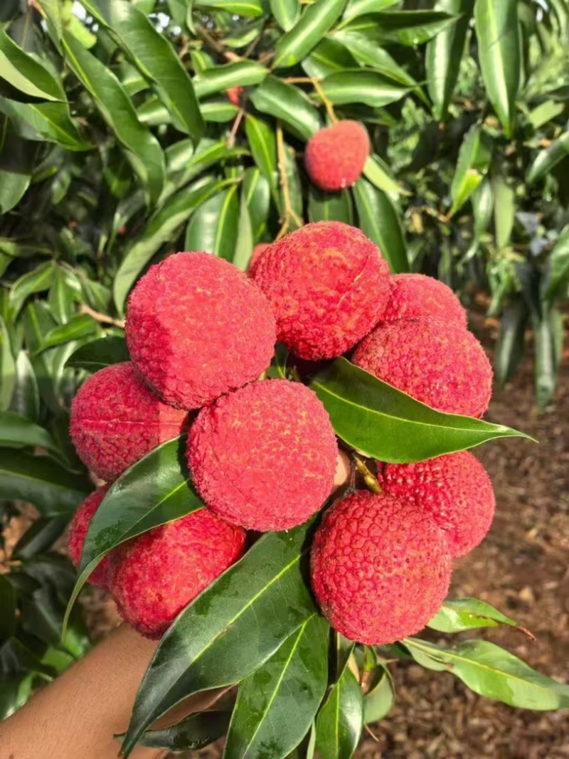 合江荔枝