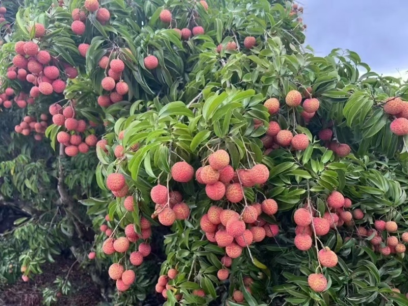 合江荔枝