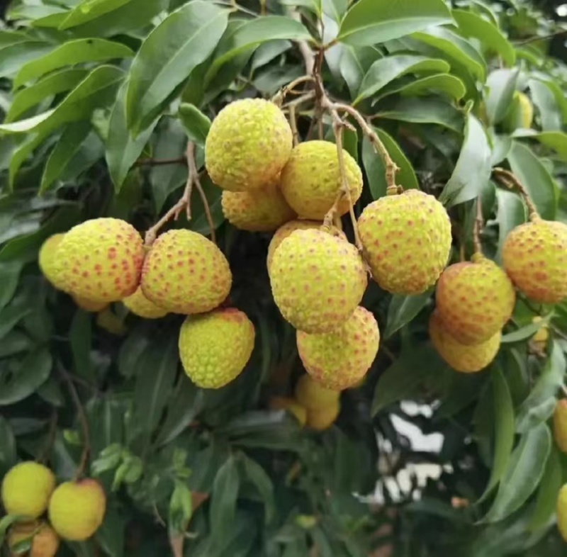 合江荔枝