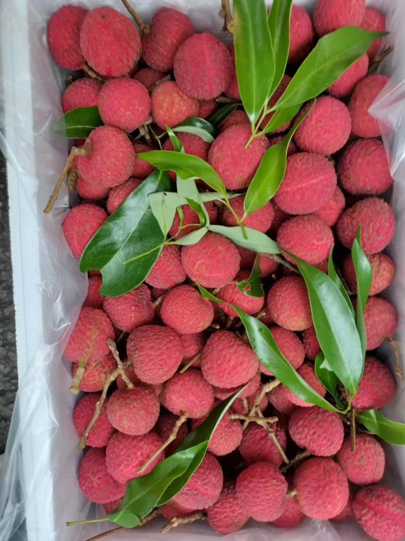合江荔枝
