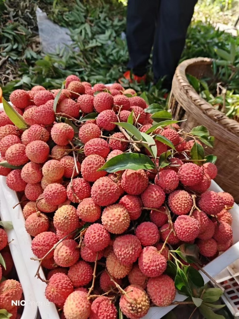 合江荔枝