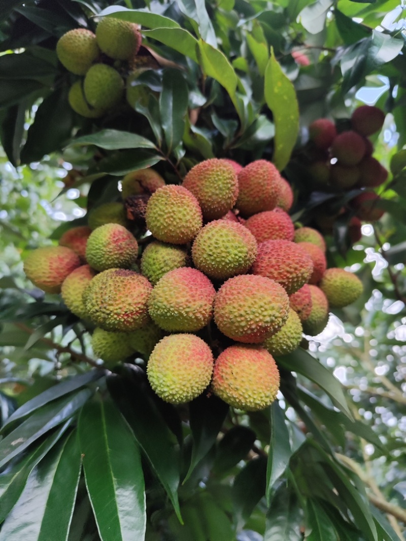 合江荔枝
