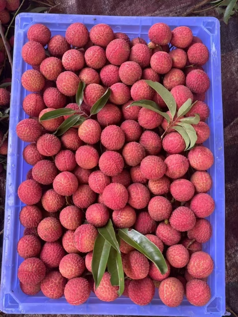 合江荔枝