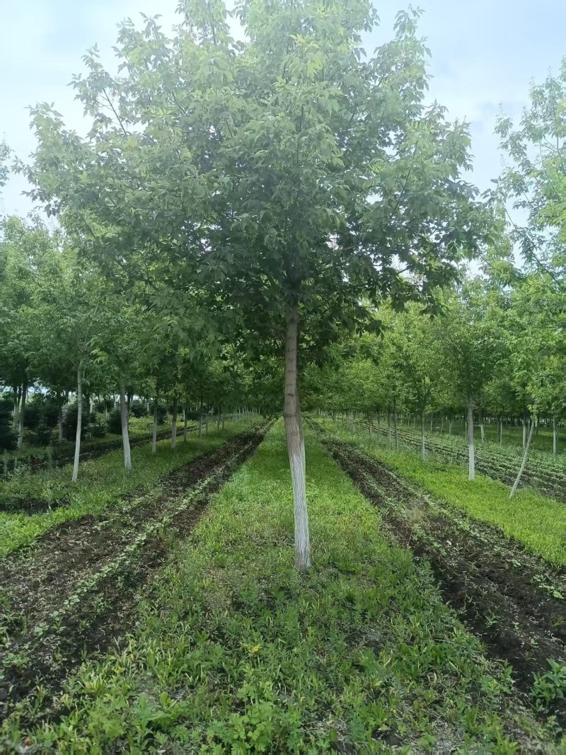 糖槭树绿化树