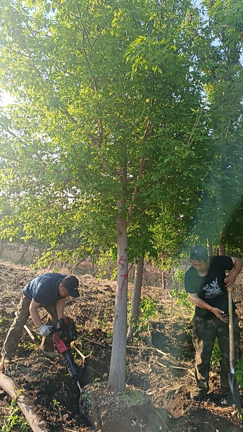 糖槭树绿化树