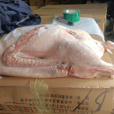 大鹅
