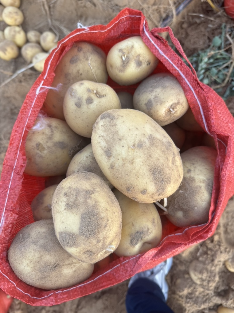 精品沃土，个头均匀，三两通天，价格合适。