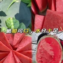 黑无籽西瓜，湖北产地直发，全国供应，品质保证，量大从优