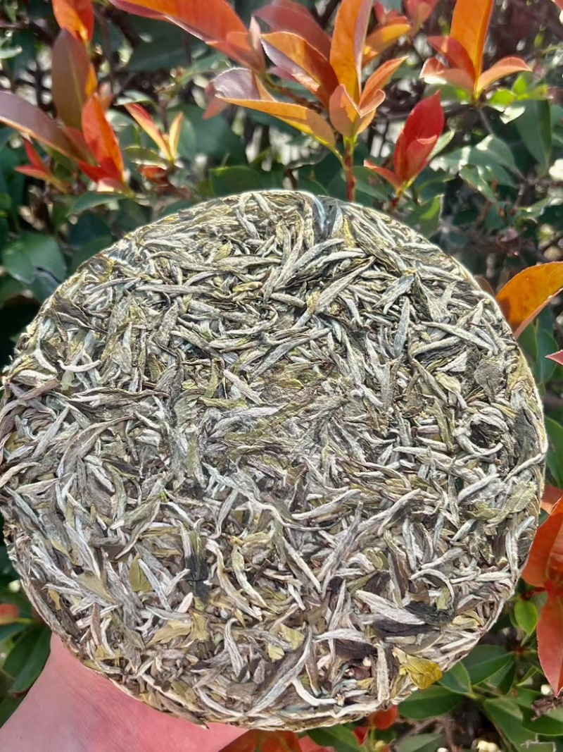 推荐白茶2024年毫香牡丹核心厂区花香毫香汤水清甜