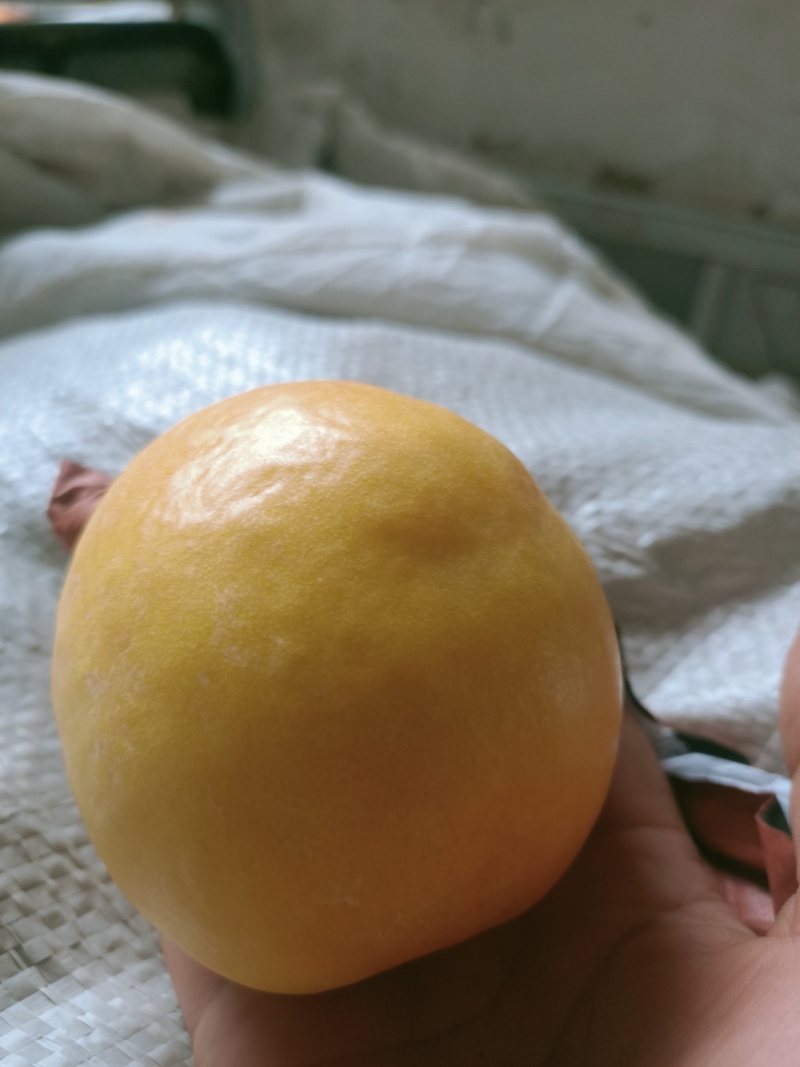 金铭油桃各种蟠桃毛桃货源充足