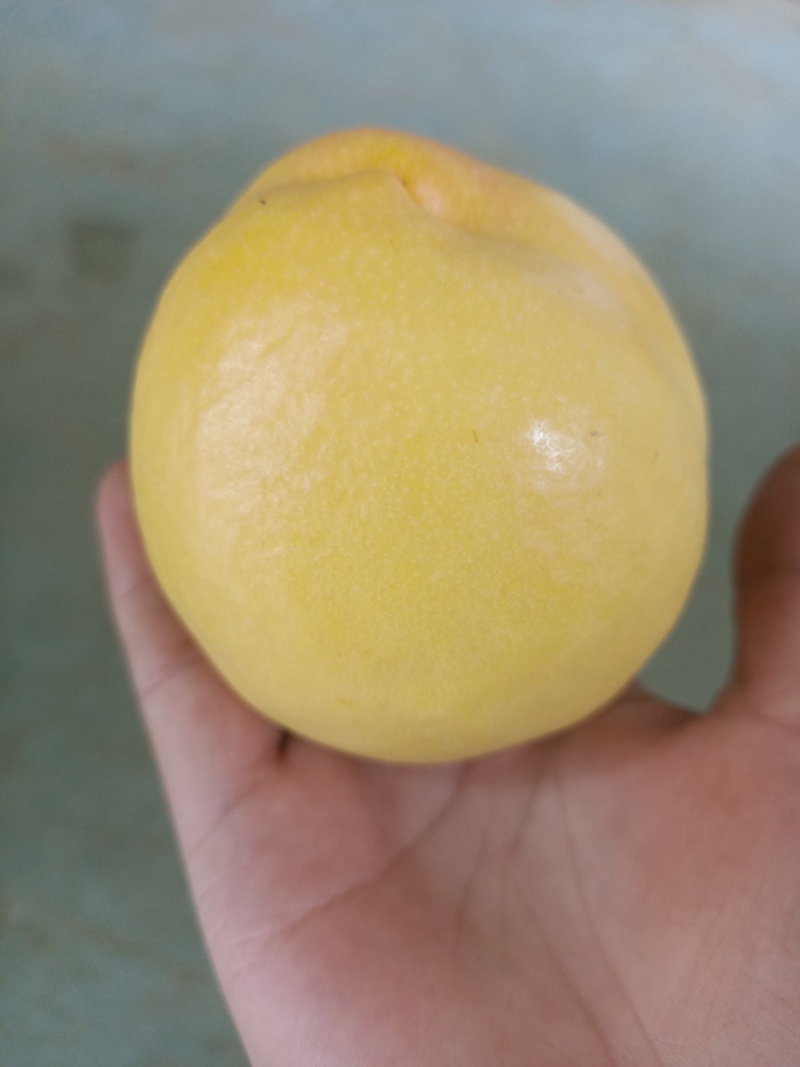 金铭油桃各种蟠桃毛桃货源充足