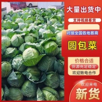 精品圆包菜甘蓝大量上市品质保证欢迎联系