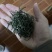 自家茶园高山茶，纯手工，干净卫生全生态，不撒农药不施肥