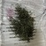 自家茶园高山茶，纯手工，干净卫生全生态，不撒农药不施肥