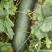 【实力】黑皮冬瓜/绿皮冬瓜/黑皮地冬瓜/长冬瓜/河南冬瓜