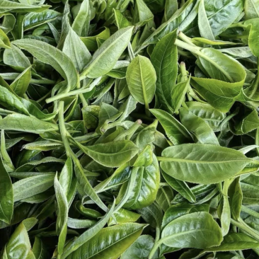 自家茶园高山茶，纯手工，干净卫生全生态，不撒农药不施肥