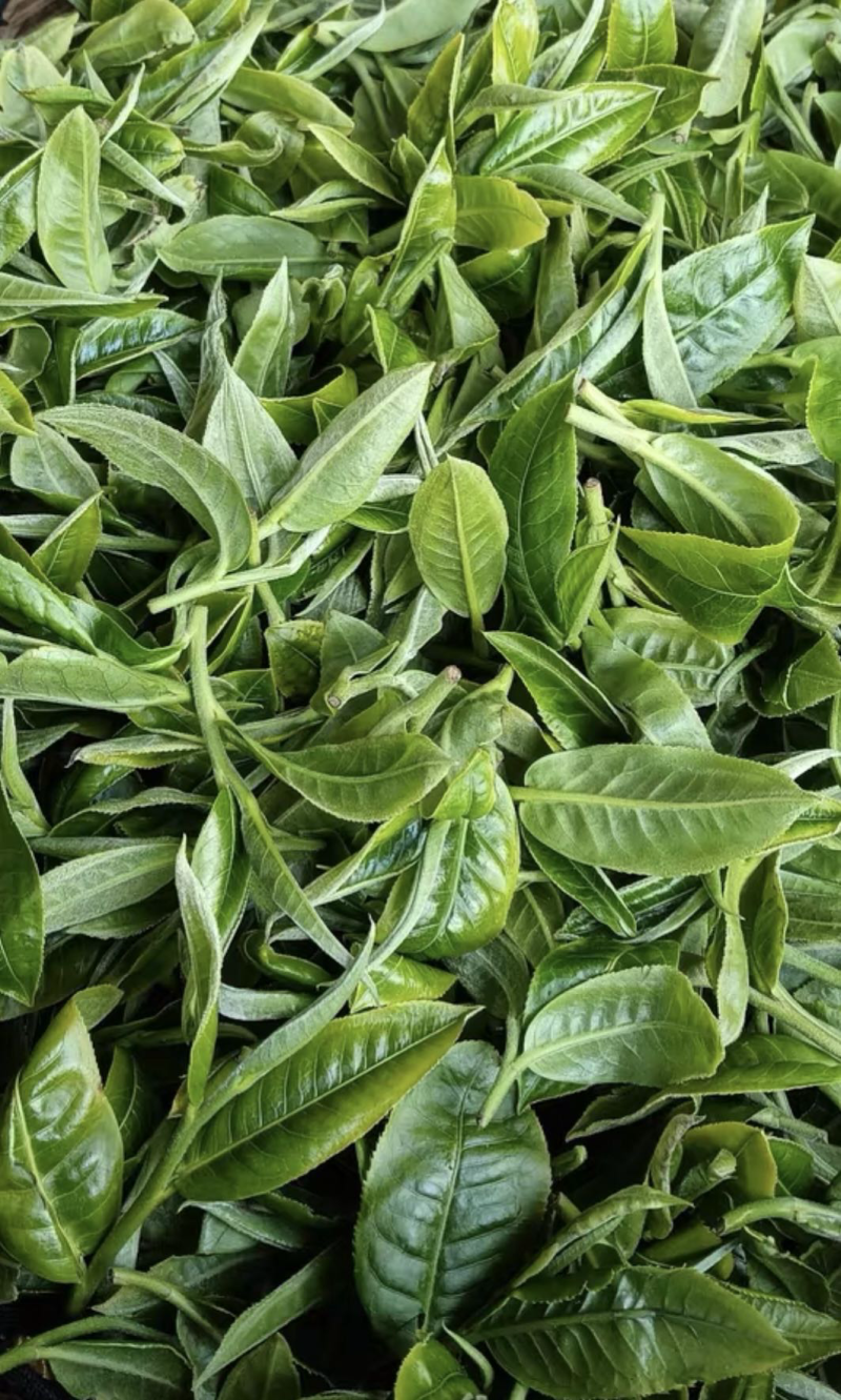 自家茶园高山茶，纯手工，干净卫生全生态，不撒农药不施肥