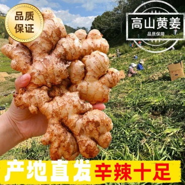 小黄姜香味浓郁辛辣够味现挖山地种植生姜产地直销新鲜姜