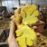 小黄姜香味浓郁辛辣够味现挖山地种植生姜产地直销新鲜姜
