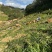 小黄姜香味浓郁辛辣够味现挖山地种植生姜产地直销新鲜姜