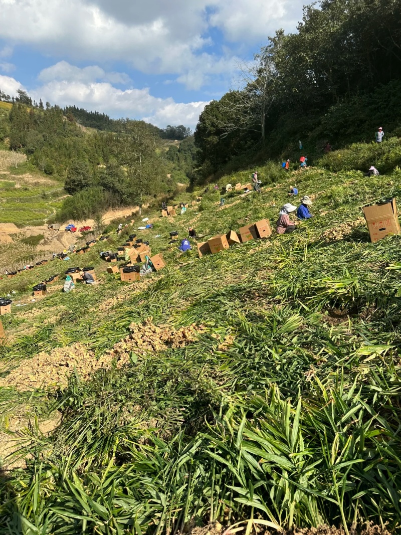 小黄姜香味浓郁辛辣够味现挖山地种植生姜产地直销新鲜姜