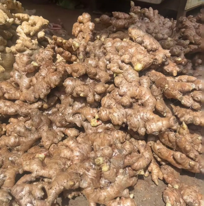 小黄姜香味浓郁辛辣够味现挖山地种植生姜产地直销新鲜姜