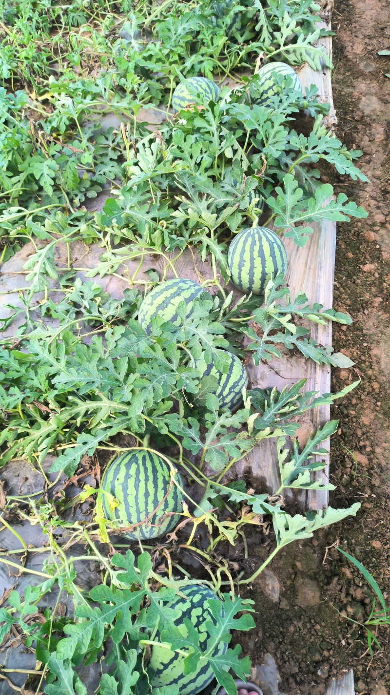 美都通货1万斤货