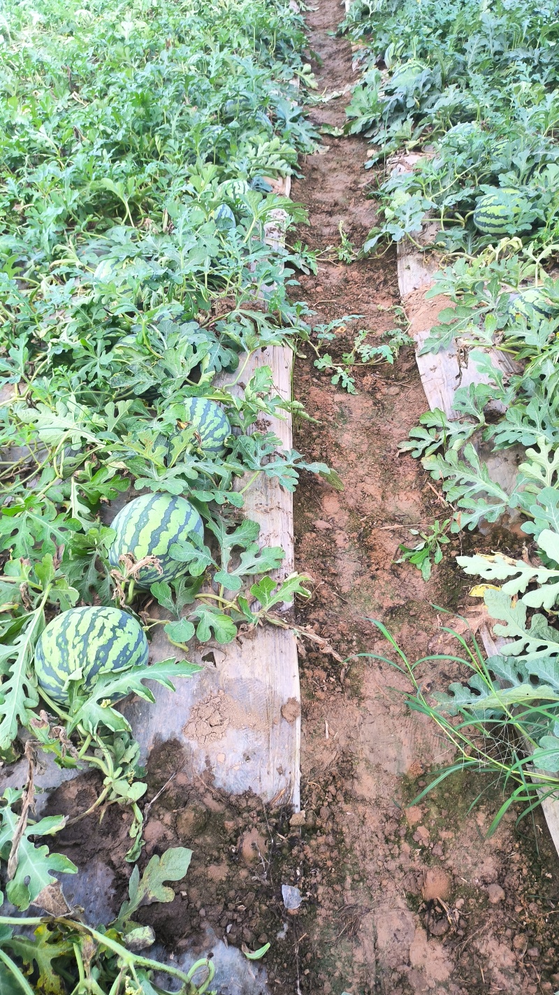 美都通货1万斤货