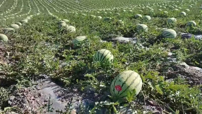 【热销】产地硒砂瓜糖度高个头大现货大量上市欢迎联系！