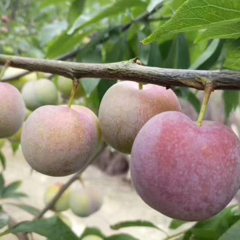 茵红李