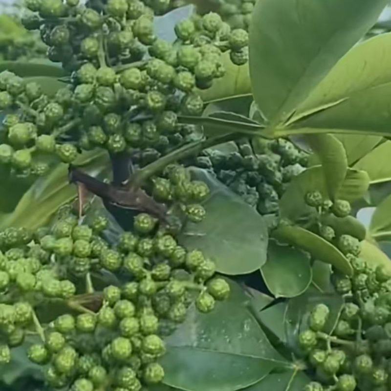云南的青花椒
