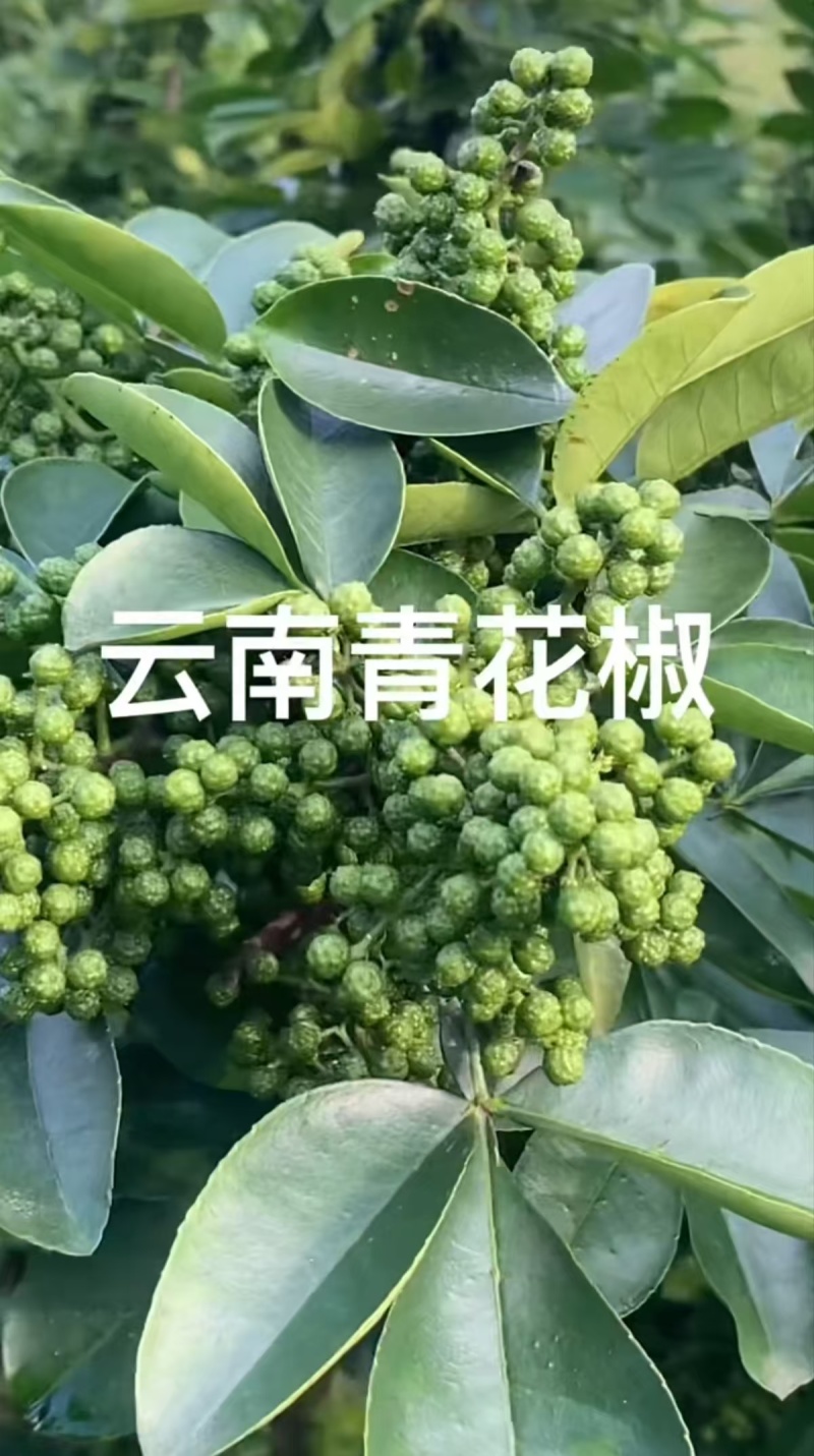 云南的青花椒