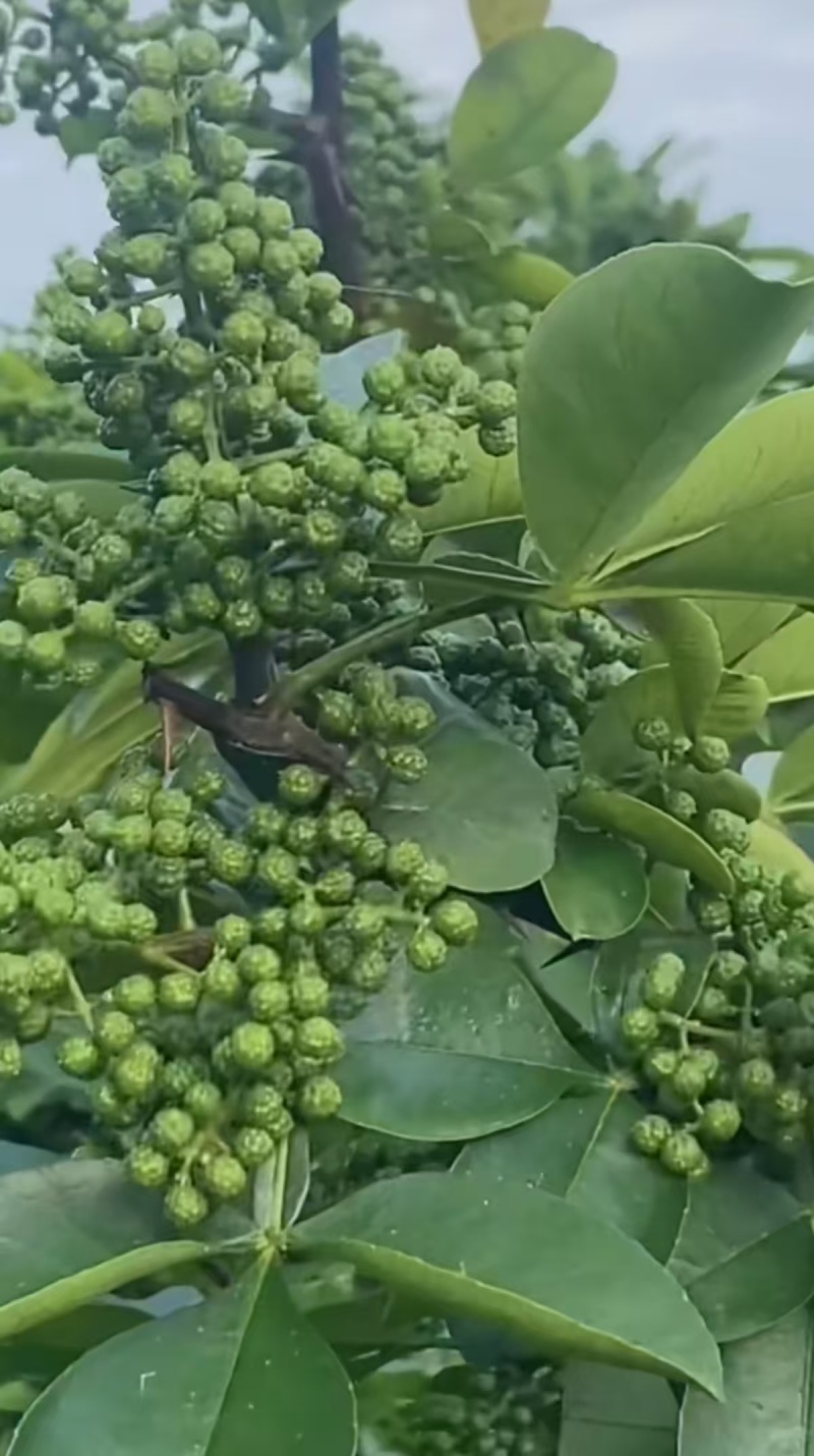 云南的青花椒