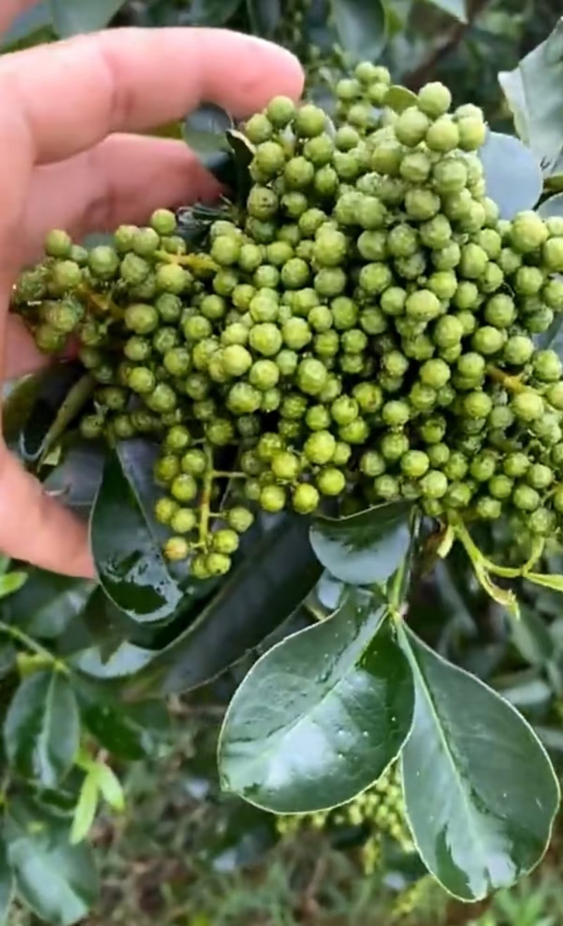 云南的青花椒