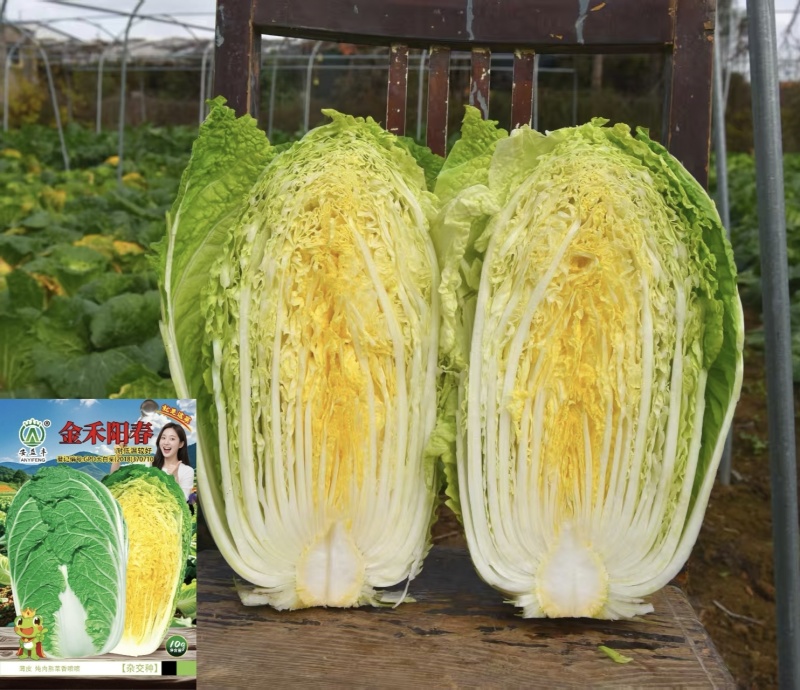 金禾阳春秋播黄心大白菜种子冬储杂交黄芯大白菜种籽高产耐寒