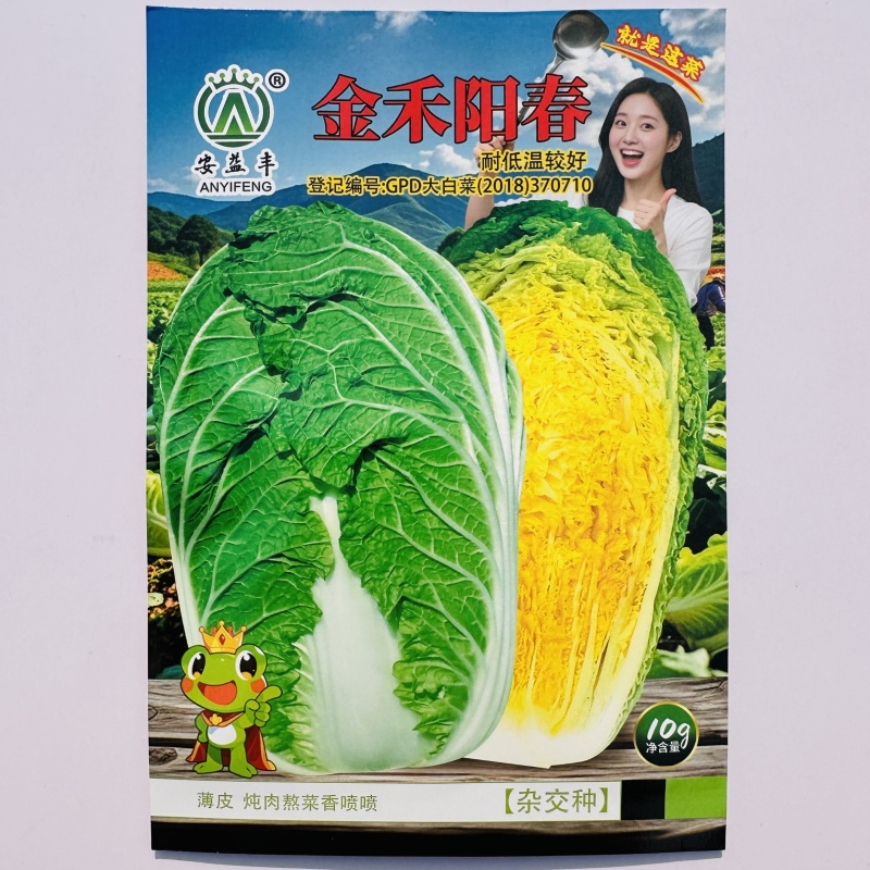 金禾阳春秋播黄心大白菜种子冬储杂交黄芯大白菜种籽高产耐寒