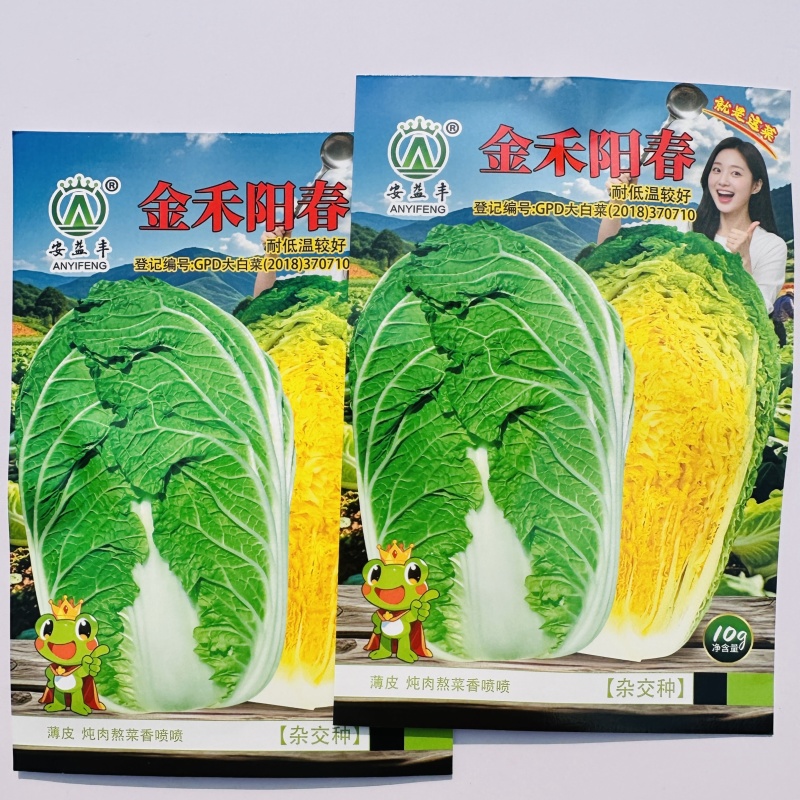 金禾阳春秋播黄心大白菜种子冬储杂交黄芯大白菜种籽高产耐寒